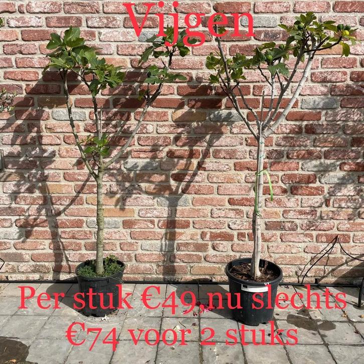 Black friday week!!!!!, Tuin en Terras, Planten | Bomen, Ophalen