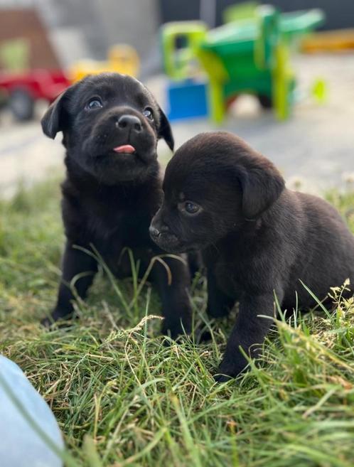 Leuke zwarte Labrador pups, Dieren en Toebehoren, Honden | Retrievers, Spaniëls en Waterhonden, Meerdere dieren, Labrador retriever