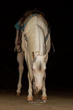 prachtige paint ruin, Dieren en Toebehoren, Paarden, Ruin