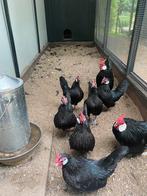 Java kriel, Dieren en Toebehoren, Pluimvee