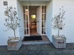 2 stuks olijvbom met pot inbegrepen, Tuin en Terras, Ophalen