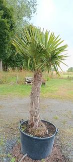 Trachycarpus fortunei palmboom, Ophalen, In pot, Palmboom