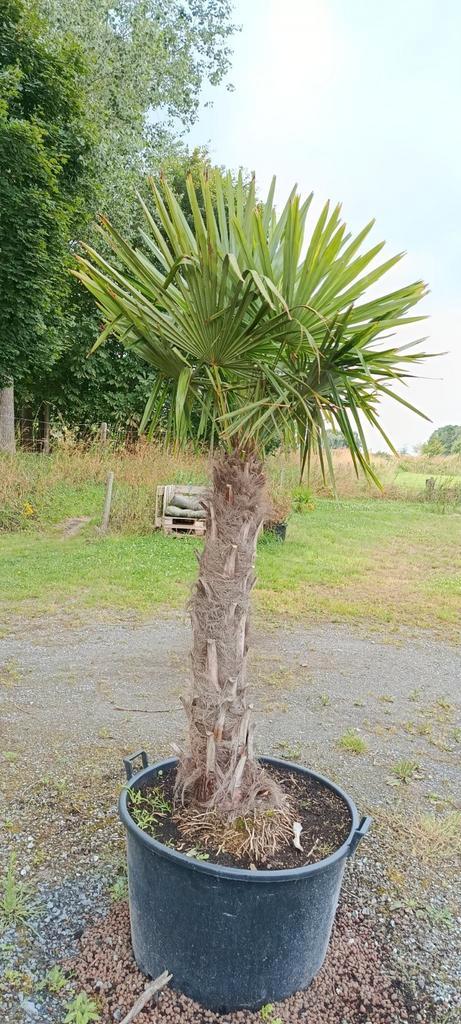 Trachycarpus fortunei palmboom, Tuin en Terras, Planten | Bomen, Palmboom, In pot, Ophalen