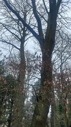 Abattage arbre grand contre bois, Jardin & Terrasse, 400 cm ou plus, Enlèvement ou Envoi, Autres espèces
