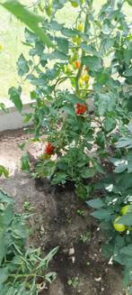 Biologische tomaten, Ophalen