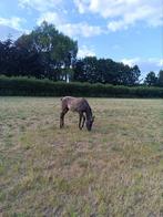 Grullo AQH, Hengst