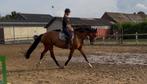 Recreatiepaard/fokmerrie, Dieren en Toebehoren, Paarden, Merrie, B, Gechipt, 11 jaar of ouder