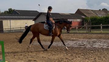 Recreatiepaard/fokmerrie beschikbaar voor biedingen