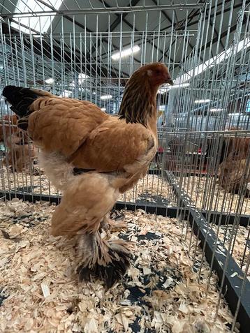 2 brahma columbia buff koppels uit tt lijn beschikbaar voor biedingen