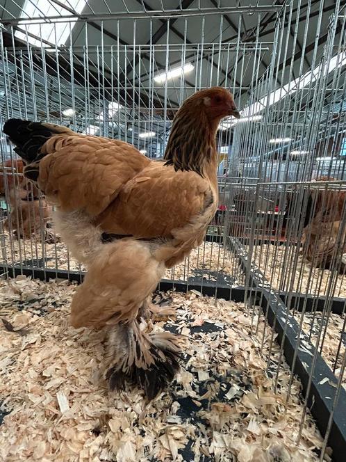 2 brahma columbia buff koppels uit tt lijn, Dieren en Toebehoren, Pluimvee, Kip, Meerdere dieren