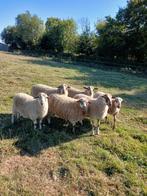 Houtlander ramlammeren, Dieren en Toebehoren, Schapen, Geiten en Varkens