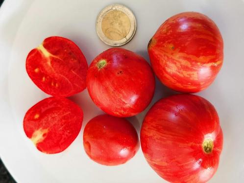 Tomate naine tigre des Balkans - 5 graines - tomate de balco, Jardin & Terrasse, Bulbes & Semences, Graine, Printemps, Enlèvement ou Envoi