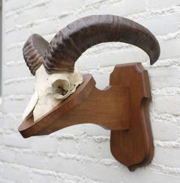 Schedel MOEFLON RAM op solide dubbel houten schild (ref. B) beschikbaar voor biedingen