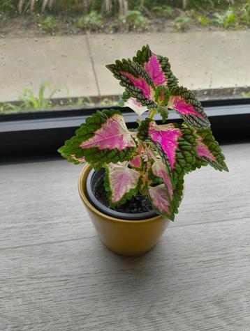 Siernetels (coleus blumei) beschikbaar voor biedingen