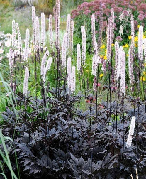 Actaea simplex 'Brunette' / Zilverkaars, Jardin & Terrasse, Plantes | Jardin, Mi-ombre, Enlèvement ou Envoi