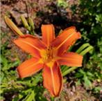 Daglelie/Hemerocallis 'Rajah', Tuin en Terras, Ophalen of Verzenden