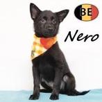 Nero, Schipperke (reu) Belgische pup te koop, Dieren en Toebehoren, België, 15 weken tot 1 jaar, CDV (hondenziekte), Eén hond