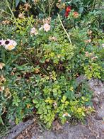 rozen grondbedekker, Tuin en Terras, Ophalen