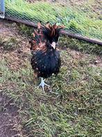 Krulveder padua haan, Dieren en Toebehoren, Pluimvee, Mannelijk, Kip