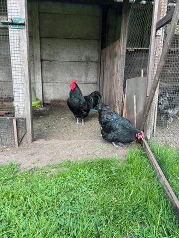 Australorp koppel, Dieren en Toebehoren, Meerdere dieren, Kip