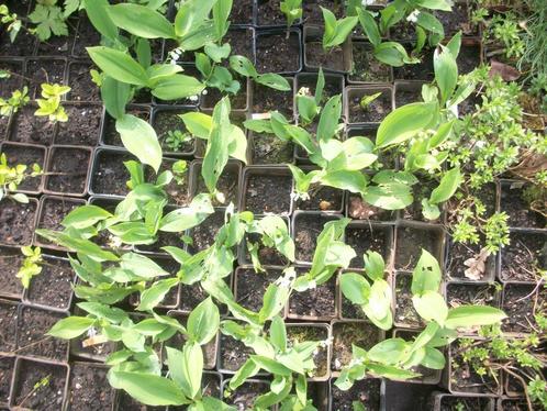 Connvolaria majalis of Meiklokje, Tuin en Terras, Planten | Tuinplanten, Vaste plant, Bodembedekkers, Volle zon, Lente, Ophalen