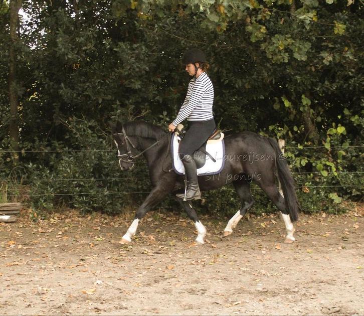 Lieve EYE catcher 🦄 Welsh merrie 🩷, Dieren en Toebehoren, Paarden, Merrie, B, Minder dan 160 cm, 3 tot 6 jaar, Met stamboom