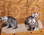 Britse korthaar., Kater, Gechipt, 0 tot 2 jaar