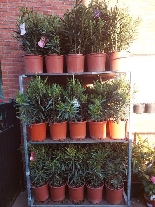 Oleander en olijfbomen, Tuin en Terras, Planten | Tuinplanten, Ophalen