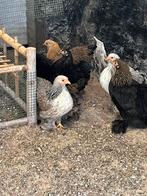 Cochien kriel., Dieren en Toebehoren, Kip
