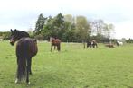 paardenstal te huur in 3040 Ottenburg, 1 paard of pony, Weidegang