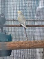 Mooi koppel halsbanden pop bleekkop faw en man blauw., Dieren en Toebehoren, Vogels | Parkieten en Papegaaien