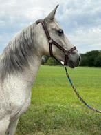 zeer lieve merrie, Vermifugé, 11 ans ou plus, Débourré, Moins de 160 cm