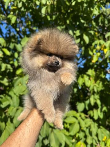 Prachtige mini pomeriaan pups ( bear face ) beschikbaar voor biedingen