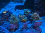 Koraal / Koralen prijs per oog, Dieren en Toebehoren, Vissen | Aquariumvissen