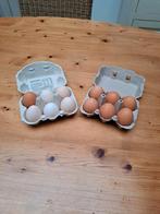 Alle dagen verse eieren van gezonde leg kippen, Comme neuf, Enlèvement ou Envoi