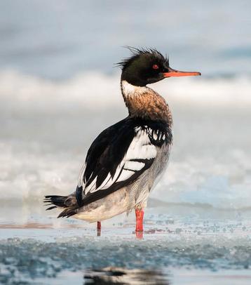 Middelste zaagbekken (Red-breasted Merganser) beschikbaar voor biedingen