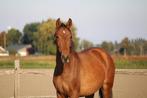 Rustige & stabiele PRE merrie - 1,5 jaar oud - top bloedlijn, Dieren en Toebehoren, Paarden, Merrie, Gechipt, Niet van toepassing
