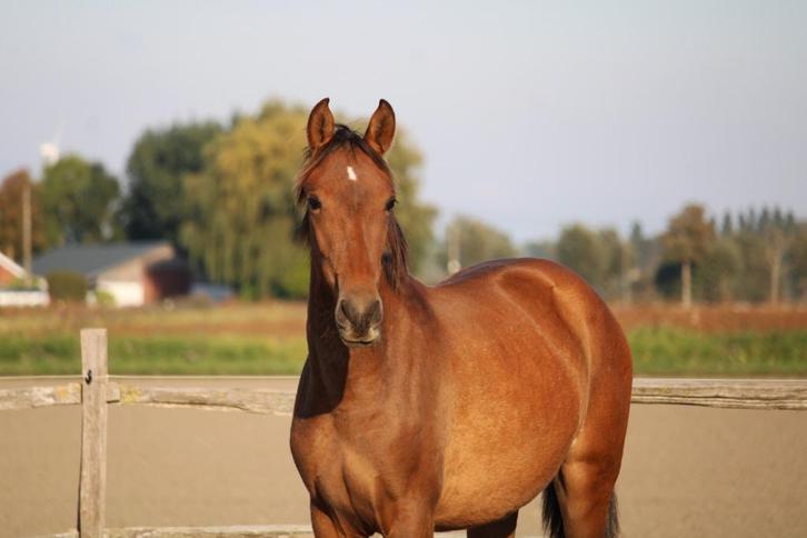Rustige & stabiele PRE merrie - 1,5 jaar oud - top bloedlijn, Dieren en Toebehoren, Paarden, Merrie, Niet van toepassing, 160 tot 165 cm