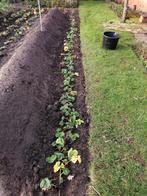 Jonge aardbeiplanten elsanta, Tuin en Terras, Ophalen