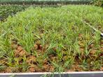 Hakonechloa macra, Siergras, Tuin en Terras, Ophalen, Siergrassen