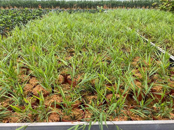 Hakonechloa macra, Siergras, Jardin & Terrasse, Plantes | Jardin, Graminées ornementales, Enlèvement