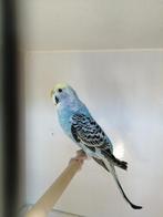 Grasparkiet pop, Dieren en Toebehoren