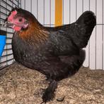 Marans krielen van 2025 beschikbaar, Dieren en Toebehoren, Pluimvee