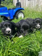 Prachtige border collie pups  ( teefjes ), Dieren en Toebehoren, CDV (hondenziekte), Meerdere, 8 tot 15 weken, Meerdere dieren