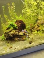 Dumbo ear guppy's (baby's)