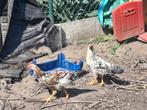 2 leghorn hanen, Dieren en Toebehoren, Mannelijk, Kip