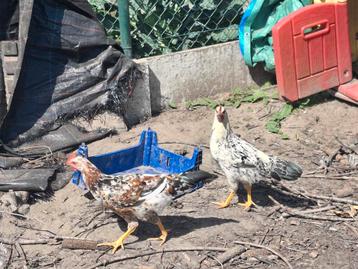 2 leghorn hanen  beschikbaar voor biedingen