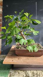 Ginkgo marcottage voor Bonsai, Ophalen, In pot