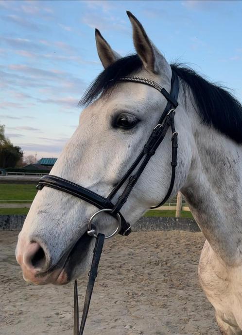 Verschillende paardenspullen, Animaux & Accessoires, Chevaux & Poneys | Brides & Harnachement, Enlèvement ou Envoi