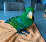 Eclectus Apprivoiser Eam, Mâle, Perroquet, Parleur